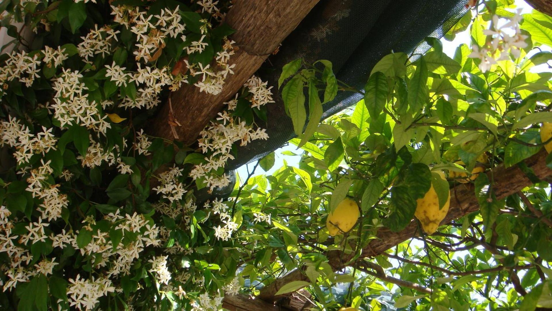 Villa Rina Amalfi Kültér fotó
